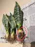 佰花锦金边虎皮兰盆栽好养常青绿植好养矮脚花卉室内客厅办公室耐旱 3颗精品金边虎皮兰裸根 整体高度约25-35cm 实拍图