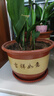 陶瓷大花盆家用落地兰花多肉盆紫砂粗砂花盆特价清仓大口径花盆 大小口径25+28两个盆+托盘 实拍图