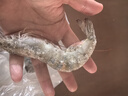 严谨青虾白虾 新疆淡水养殖大虾 基围虾生鲜特大号 14-16厘米4斤装 0kg(净重) 实拍图