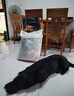 狼孩儿狗粮40斤装牛肉双拼拉布拉多金毛成犬幼犬通用型狗粮20kg 实拍图