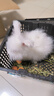 暮秋小主血统宠物兔垂耳兔活体大型安哥拉长毛迷你侏儒猫猫兔活物已做疫苗 网红大型安哥拉纯白幼兔 实拍图