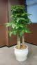 芙洛拉花园【2小时达】发财树绿萝金钱树散尾葵天堂鸟大型绿植室内开业乔迁 步步高发财树 实拍图