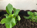 绣球花苗无尽夏带花苞四季开花绣球花盆栽庭院好养花卉植物室内花 妖精之吻【大花绣球-可调色】 小苗【隔年开花】原盆宽11cm高18cm冠12cm 实拍图