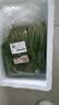 京鲜生&东升供港菠菜苗250g 鹦鹉菜 新鲜采摘 广东源头直发 实拍图