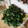 双盟绿萝盆栽除甲醛花卉绿植办公室新房净化空气360自吸盆1盆源头直发 实拍图