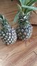 广东徐闻香水菠萝新鲜水果生鲜热带孕妇水果整箱包邮 2个装 净重3-3.5斤 单果650g起 实拍图