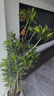 叹为观止 大型盆栽 单杆辫子发财树天堂鸟绿萝散尾葵办公室内开业乔迁礼品 造型百合竹1.5-1.7米【圆柱盆】 含盆 实拍图