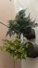 佰花锦文竹桌面盆栽新中式绿植办公室客厅盆景茶台卧室好养绿植花卉植物 【送方底座】文竹+pvc舍得盆+黑沙石铺面 20-30cm 实拍图