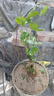 茉莉花苗盆栽带花苞九里香老桩驱蚊花卉植物室内浓香四季开花好养 小份茉莉花【2-3颗】一点苞   不含盆 实拍图