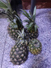 广东徐闻香水菠萝新鲜水果生鲜热带孕妇水果整箱包邮 净重4.5-5斤 单果650g起 实拍图