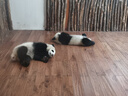 七彩博士婴儿分腿睡袋秋冬季纯棉儿童防踢被子厚款可拆袖长袖宝宝防着凉 萌兔粉-160G秋冬中厚款 S码 实拍图