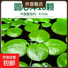 疯狂水草浮萍水草水上和鱼共养金鱼缸造景古法养鱼净化水质水芙蓉 圆心萍10颗 实拍图