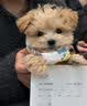 瓦媞纯种韩系马尔泰幼犬小体香槟泰迪熊犬  短嘴颜值高  高品质宠物狗 黄色/金色 2026-04-03 静静 宠物级 韩系精品甜美 公 实拍图