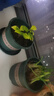 花盆绿植盆栽加厚塑料简约多肉小盆阳台客厅月季玫瑰大号家用花盆 矮款0.5加仑(口径10cm)2个盆 配套托盘 实拍图
