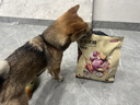 京东京造 狗粮中小型犬粮鲜肉无谷2kg全价狗粮平价成幼犬中华泰迪比熊博美 实拍图