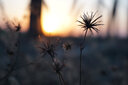 索尼/Sony A5000 A5100  NEX-5T 5R 5c二手半画幅微单相机 奶昔系列 A5100(16-50)套机 颜色随机 99新 实拍图
