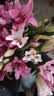 吉米鹿香水百合花鲜花A级【粉色20朵+送2朵】云南基地鲜切花束源头直发 实拍图