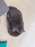 【京东快递】猫抓板碗形大号猫抓盆不掉屑宠物猫玩具瓦楞纸爪板 特价款：椭圆57.1cm/20斤内适用 下单赠送猫薄荷 实拍图