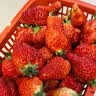 花蒂 结婚胸花 结婚用品仿真玫瑰 中式喜宴襟花一套 婚礼婚庆用品大全 岳父+岳母【一对装】酒红色玫瑰胸花 实拍图