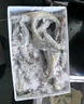 沃鲜汇 大虾海虾生鲜厄瓜多尔白虾南美对虾大青虾海鲜水产进口鲜活速冻 30/40规格（15-18cm） 1.65kg(净重)  盐冻款【净重3.3斤 只只分离】 实拍图