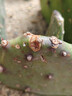 急兔仙人掌盆栽可嫁接蟹爪兰带刺植物无根仙人掌叶片10cm1片源头直发 实拍图