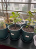 九千谷花盆青山盆2号带托盘 花盆绿萝多肉控根盆阳台种菜15cm3个装2752 实拍图