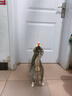 BNBNO猫咪悠悠球猫玩具自动逗猫棒自嗨解闷神器小猫消耗体力用品 实拍图