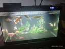 独宠你森森同款超白鱼缸小型免换水生态鱼缸一体缸自循环自动喂食LE480B 实拍图