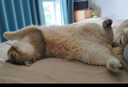 SMARTTAIL宠物猫咪饮水机智能无线喂水器自动循环不插电无线感应猫咪饮水机 二代饮水机-LITE 插电使用 实拍图