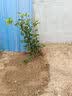 桂花树苗盆栽室内四季桂花卉植物金桂丹桂庭院大树浓香型绿植开花 精品四季桂花70-90cm【原土球发货】 实拍图