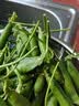 中鲜生 云南新鲜豌豆 甜豌豆新鲜蔬菜现摘豆角 净重3斤装【尝鲜装】鲜嫩饱满 实拍图