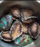 鲜京采 鲜活鲍鱼1斤（10-12只）保活到家 煲汤食材 源头直发  实拍图