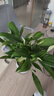 年宵花【热销款】白掌一帆风顺盆栽水培植物绿植过年装饰摆件年货 【店主推荐】特级白掌6-8株带花+早安盆+营养液 实拍图