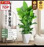 叹为观止大型植物发财树各种大颗盆栽开业乔迁客厅办公室内好养大型花卉 天堂鸟【1.5-1.7米】 不含盆 实拍图