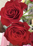 京东鲜花玫瑰花红色玫瑰10枝如意基地鲜切花水养插花生活花束送礼源头直发 实拍图
