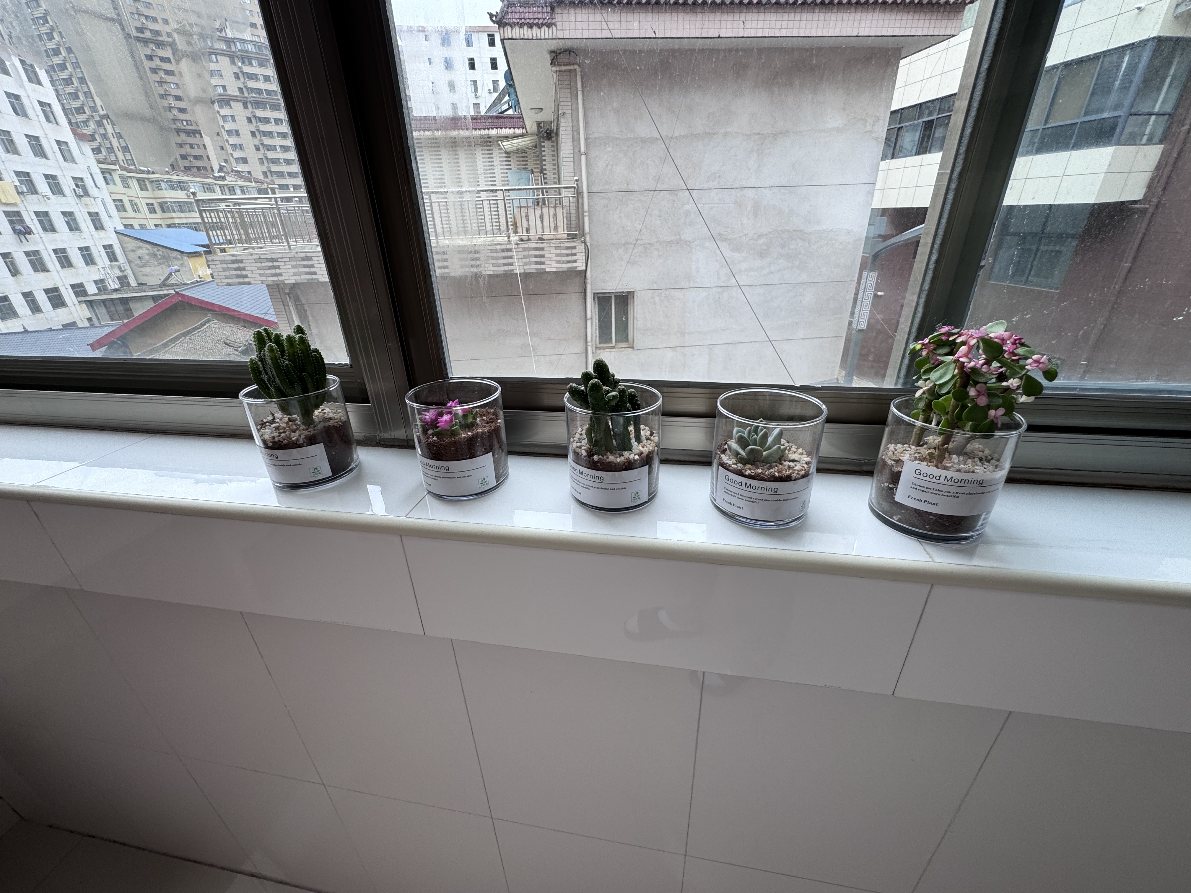 开时果 多肉植物仙人球仙人掌小盆栽桌面植物 肉肉组合办公室内绿植花卉 万重山+卡日松+金枝+招财+白美人 实拍图