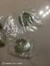 疯狂水草乌龟缸造景龟缸植物浮萍水草水培绿植景观水植物造景源头直发包邮 实拍图