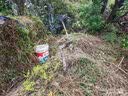 嫣蓝果树苗葡萄苗巨峰葡萄树苗盆地栽种植苗 巨峰3厘米粗1棵源头直发 实拍图
