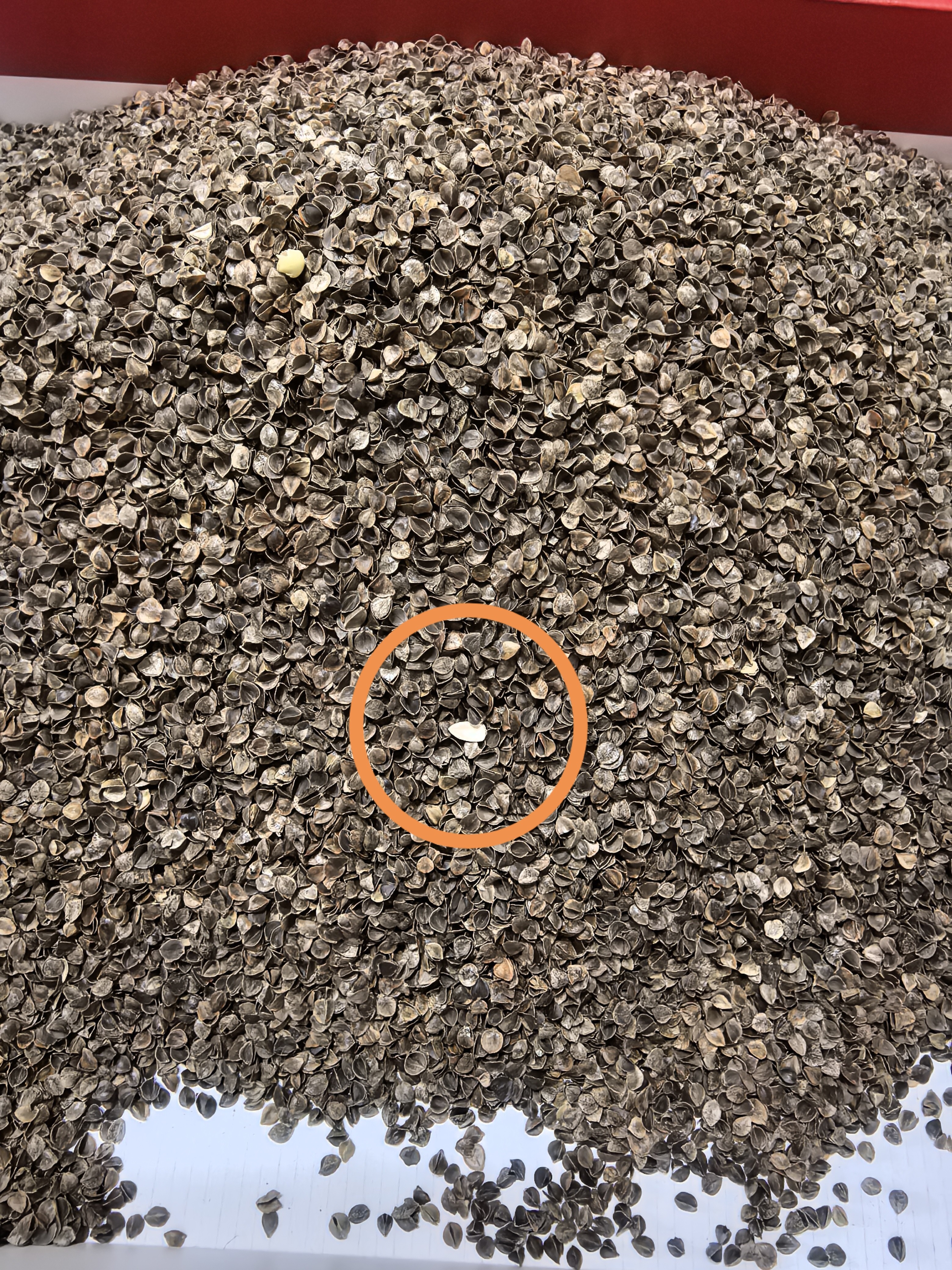 林夕一晨散装荞麦壳散装荞麦枕头填充物荞麦皮枕芯精选出口级高温水洗荞麦 精选高温消毒（甜荞壳）4斤 实拍图