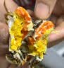 【活蟹】鲜京采鲜活大闸蟹 全母蟹2.5两4对8只 去绳足重 蟹类螃蟹中秋节海鲜礼盒 实拍图