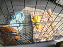 腆宠狗笼猫笼 狗笼子中小型犬带厕所幼犬狗窝猫笼子大号家用围栏兔笼 实拍图
