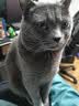 乐优派猫砂盆全封闭防外溅猫厕所猫大号猫屎盆猫沙盆猫便盆 抹茶绿 实拍图