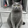 奥丁（ODIN） 猫粮幼猫成猫通用猫咪营养主粮 【鲜鸡肉三文鱼】冻干双拼猫粮10kg 实拍图