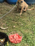 土狗普通狗粮通用型中华田园犬专用狗粮/10斤/20斤/40斤 牛肉味20 牛肉味10斤(品牌随机发) (品牌随机发) 实拍图