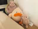Jellycat蒂米乌龟动物毛绒玩偶儿童安抚玩偶陪伴娃娃春夏新品送礼母亲节 蒂米乌龟 Medium 实拍图