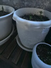 爱丽思（IRIS）仿陶瓷长钵浮雕花盆阳台塑料加厚树脂圆形三角梅多肉月季绣球花盆 7号浅米色【2.7L 直径21cm 1个盆＋1个托【省心组合】 实拍图