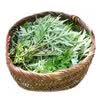 艾草新鲜食用蔬菜现摘清明草粑粑青团3斤顺丰艾叶新鲜艾草叶 【顺丰快递】 250g 实拍图