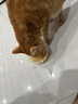 宝迪路猫罐头零食罐成幼猫鸡肉猫咪营养健康鱼油鸡丝罐头湿粮补水汤包 鱼油罐头（鸡肉南瓜味）85g*12罐 实拍图