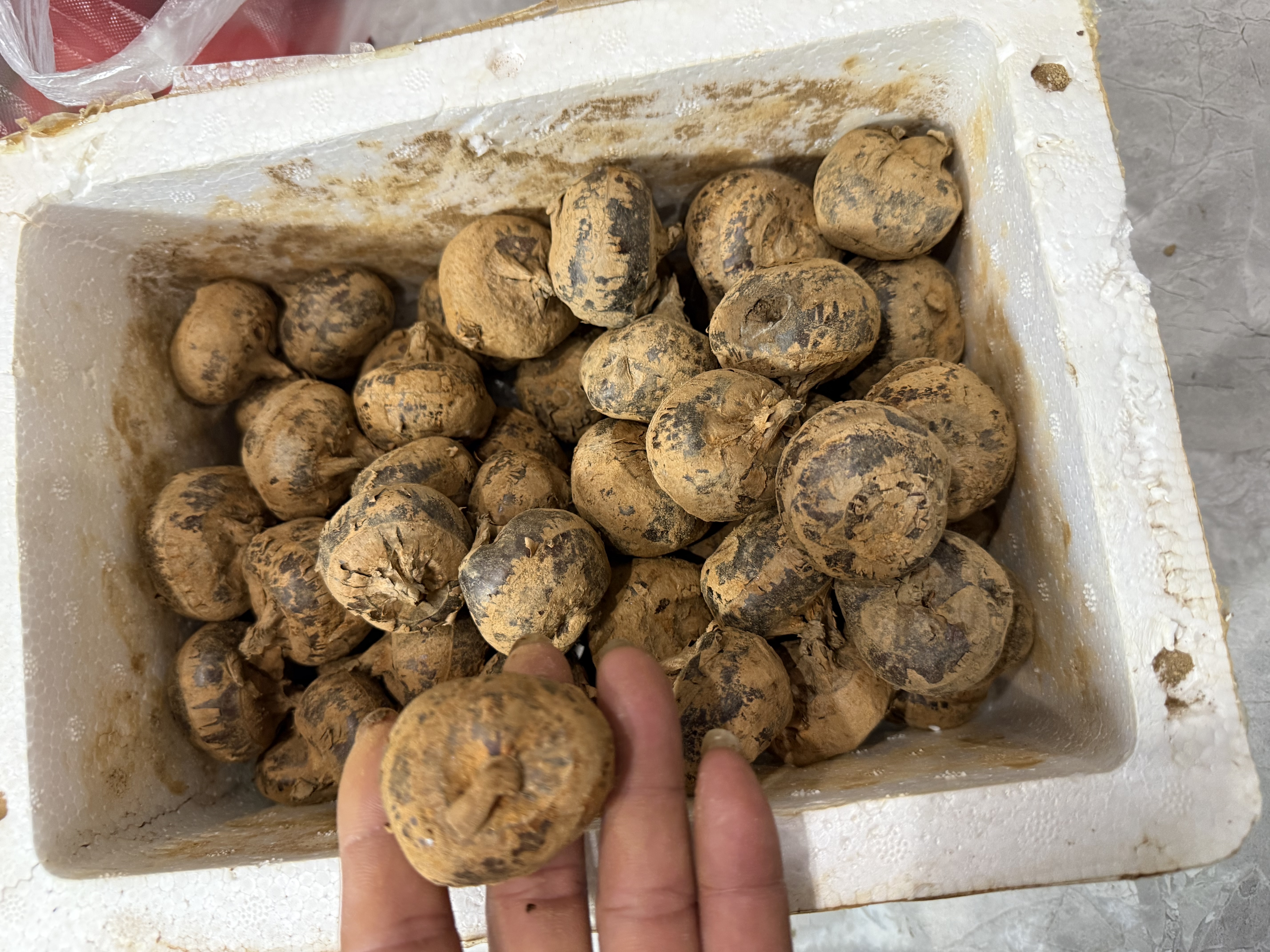 广西马蹄  荔浦荸荠 现挖现发 地梨地栗 时令新鲜 精选特大5斤9斤 5斤精品特大果 实拍图