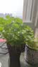 花翁一帆风顺白掌盆栽办公室内绿植花卉水培植物易活好养常绿源头直发 实拍图